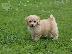 PoulaTo: Cavapoo Red